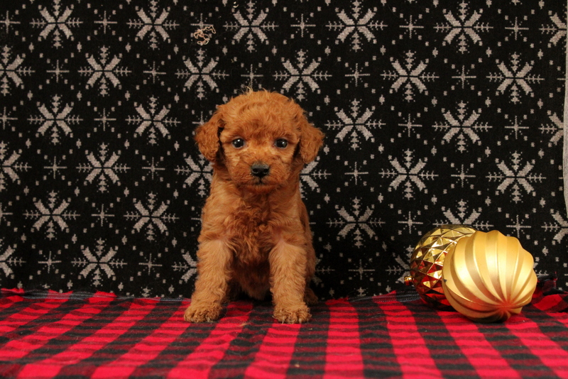 puppy, for, sale, Mini Poodle, Matthew B. Stoltzfus, dog, breeder, Gap, PA, dog-breeder, puppy-for-sale, forsale, nearby, find, puppyfind, locator, puppylocator, aca
